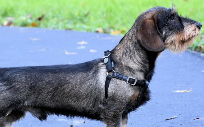 腊肠犬能吃什么东西?铲屎官来了解下吧 腊肠犬能吃什么东西?铲屎官来了解下吧