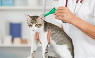 养猫必备药品