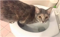猫咪为什么钻马桶里面