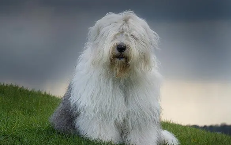 英国古代牧羊犬破坏性行为怎么纠正,你们知道吗? 英国古代牧羊犬破坏性行为怎么纠正,你们知道吗?
