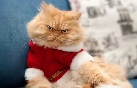 猫咪为什么会突然变得急躁不安