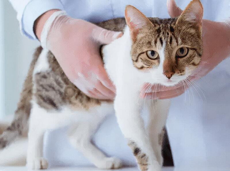 怎么帮母猫缓解发青