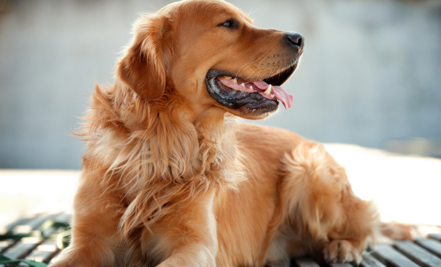 金毛犬的致命缺点