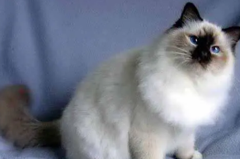 伯曼猫不能吃什么？这些食物千万要注意！
