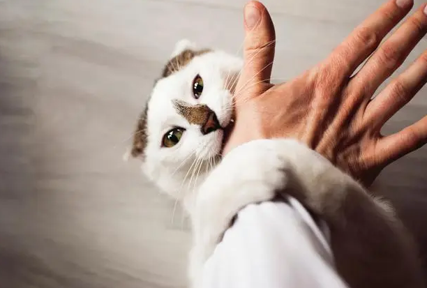 猫咪打针为什么要咬人呢