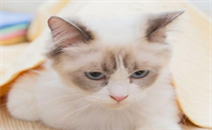 为什么说猫咪干净
