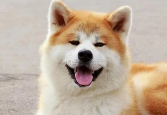 狗狗旺财是什么原因
