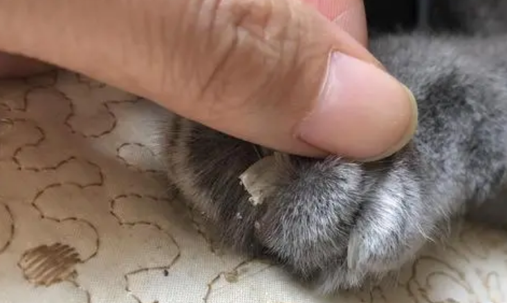 猫咪掉指甲怎么回事 猫咪掉指甲怎么回事
