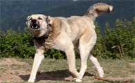 安纳托利亚牧羊犬怀孕饮食护理注意事项，看这里~