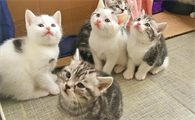 猫咪为什么摔下巴会死