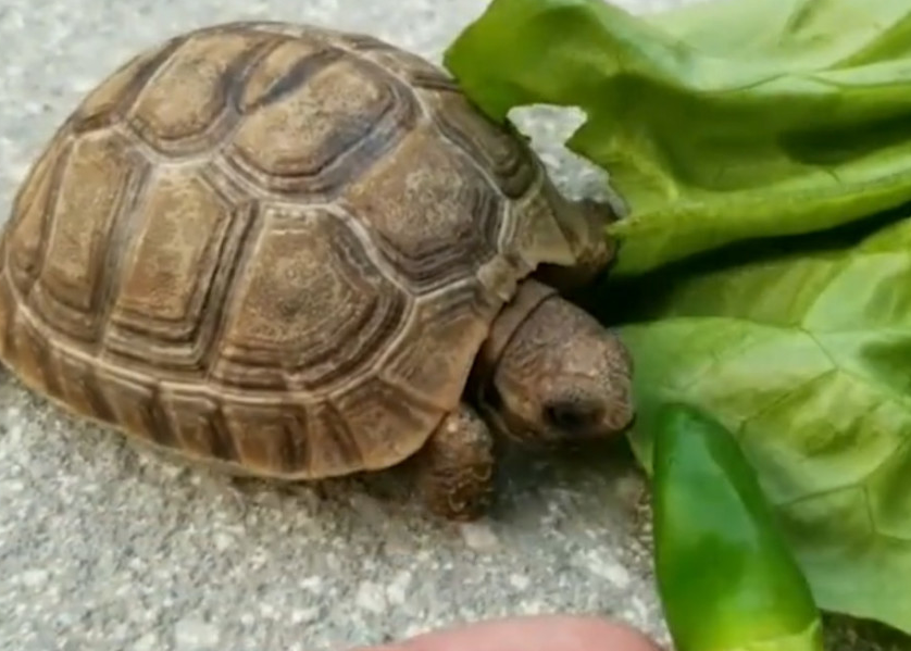 宠物龟吃什么蔬菜好 宠物龟吃什么蔬菜好