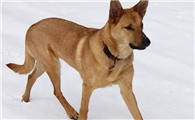 奇努克犬上厕所训练方法？该怎么教它呢？