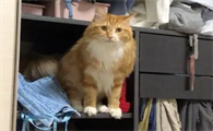 猫咪为什么老爱开衣柜呢
