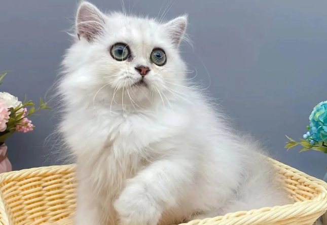 猫咪为什么要扒被子睡