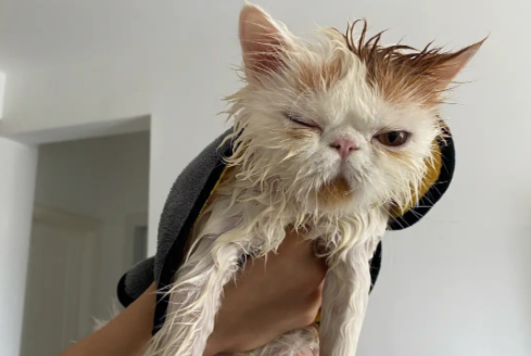 宠物猫洗澡价钱