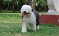 萌宠小知识：古代牧羊犬怎么养？