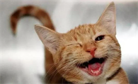 猫咪会笑是真的吗