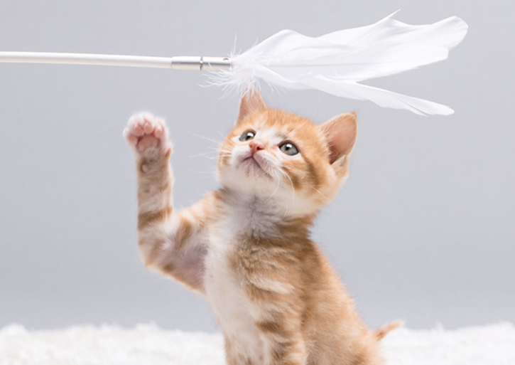 怎么做一个逗猫棒