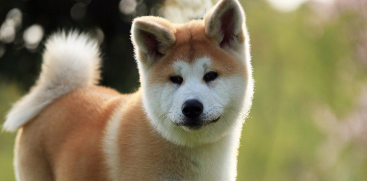 秋田犬常见的疾病有哪些?看了这些就知道 秋田犬常见的疾病有哪些?看了这些就知道