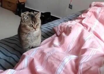 猫咪喊主人起床为什么叫唤 猫咪喊主人起床为什么叫唤