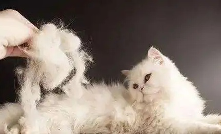 猫咪最近为什么老掉毛呢怎么回事