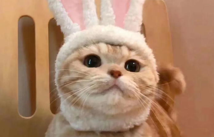 猫咪为什么没抵抗狂犬病毒