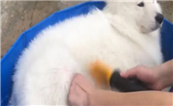 萨摩洗澡多少钱