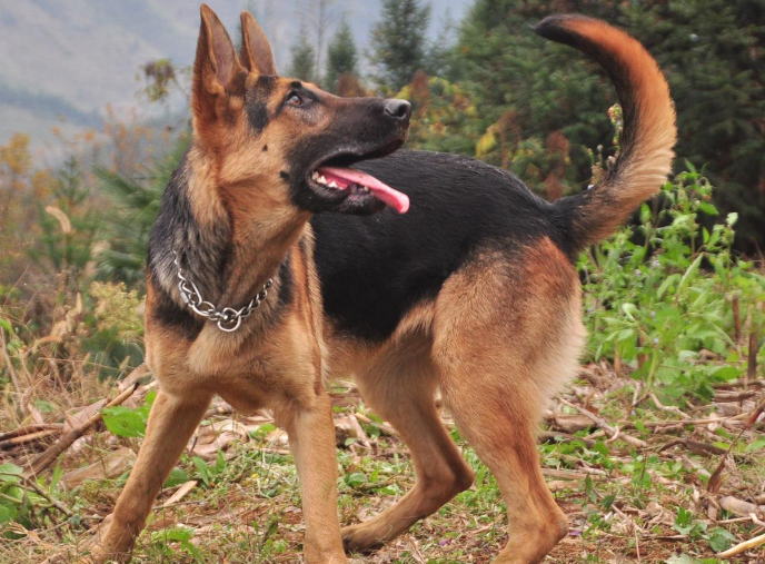 昆明犬呕吐怎么办？来了解下吧