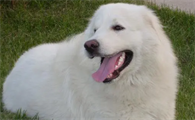 大白熊犬怎么洗澡?来看看吧