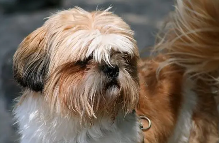 西施犬什么时候配种?狗友可以瞧瞧~ 西施犬什么时候配种?狗友可以瞧瞧~