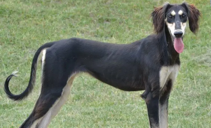 萨路基猎犬皮毛护理方法是什么？宠主来get下吧