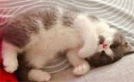 为什么对猫咪温柔不好呢