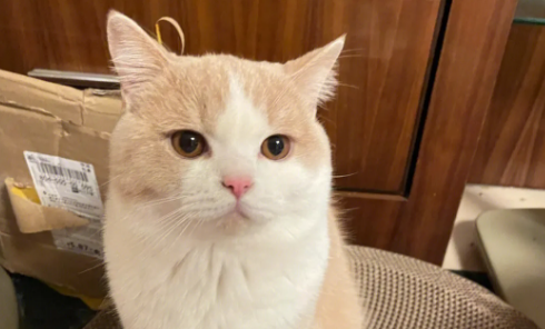 猫咪为什么有点傻傻的感觉-宠物网