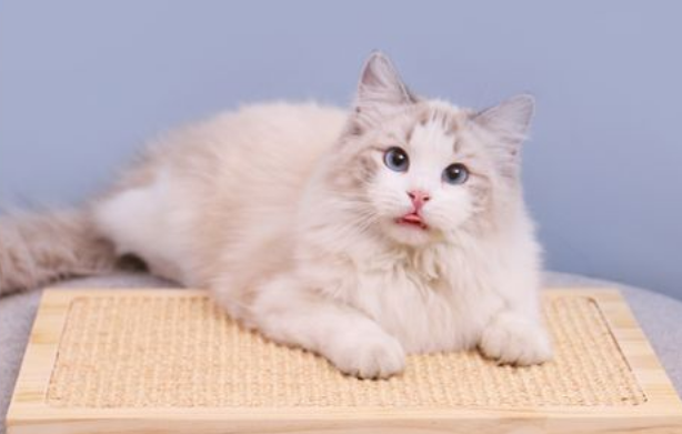 猫咪为什么喜欢扎头绳睡觉呢