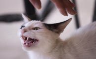 猫被打后叫了很大声是为什么