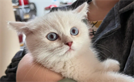 银点猫眼睛的颜色会慢慢变深嘛