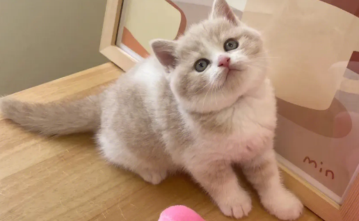 上海猫舍哪家好