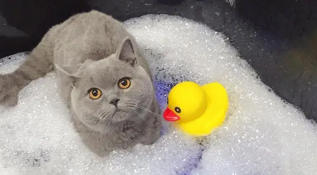 宠物猫多大可以洗澡