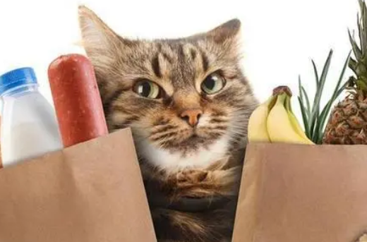 猫咪禁忌食物 猫咪禁忌食物