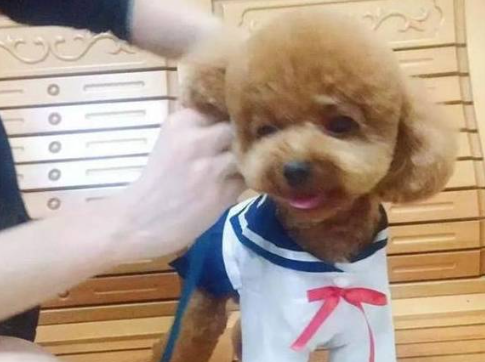 女主怀孕把泰迪送走,再见时忍不住流泪,相逢一幕感人至深 女主怀孕把泰迪送走,再见时忍不住流泪,相逢一幕感人至深