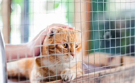 长期把猫关在笼子里会怎么样
