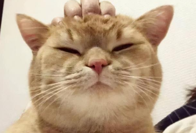 猫咪讨厌中指头是为什么 猫咪讨厌中指头是为什么