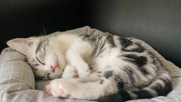 猫咪睡着之后发抖是因为什么原因呢