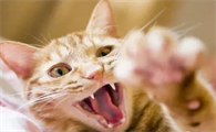 猫咪抓伤为什么会得狂犬病