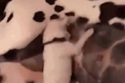 母狗只生了一胎独苗,狗崽吃奶时疯狂摇摆! 母狗只生了一胎独苗,狗崽吃奶时疯狂摇摆!