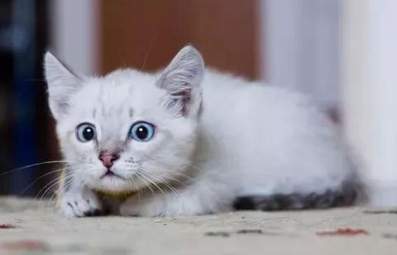 猫咪为什么晚上不睡觉一直走来走去