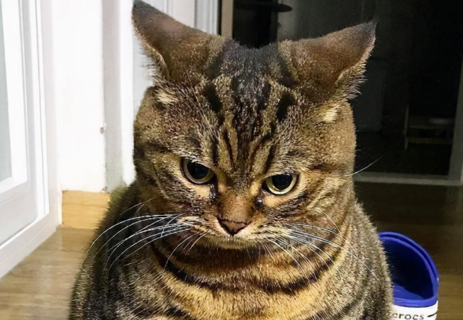 狸花猫为什么不喜欢被抱？铲屎官来了解下吧