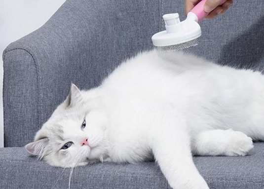 猫咪为什么毛发减少呢怎么回事