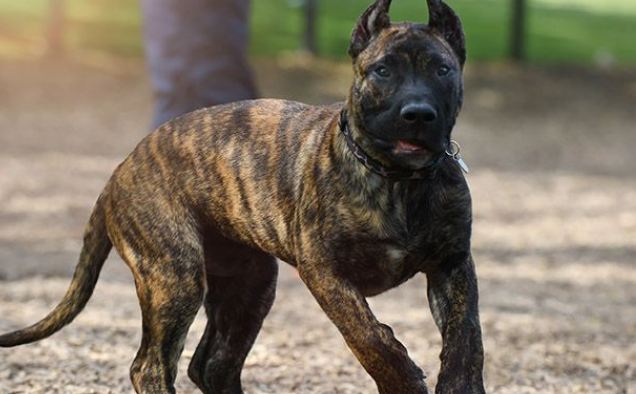 加纳利犬怎么训练大小便?这些方法你要牢记。 加纳利犬怎么训练大小便?这些方法你要牢记。