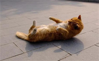 猫咪为什么光打滚